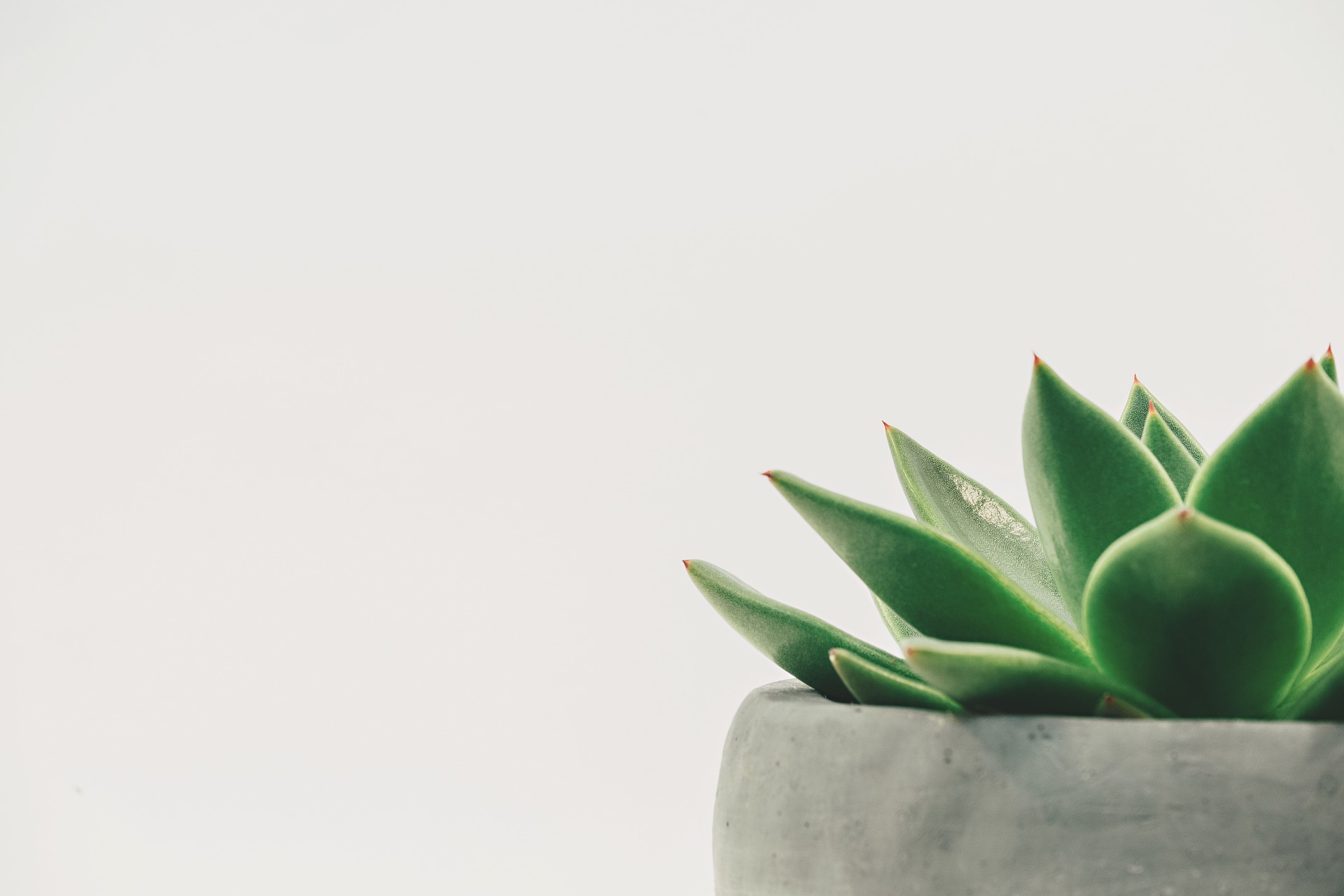 src/style/plant.jpg